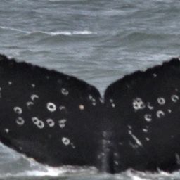 Fluke of Gator