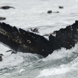 Fluke of HW-MN0430174