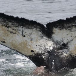 Fluke of HW-MN0802964