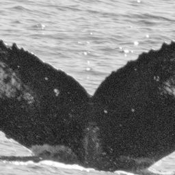 Fluke of CRC-17231