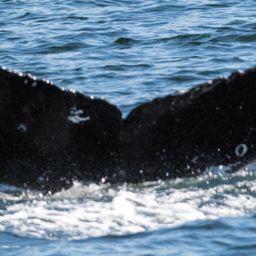 Fluke of BCX2453