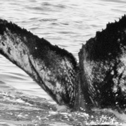 Fluke of CRC-19591