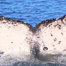 Fluke of CRC-18321