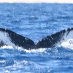 Fluke of HW-MN0501475