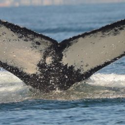 Fluke of HW-MN0501474