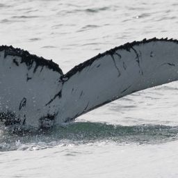 Fluke of VARF-312