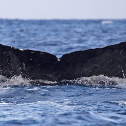 Fluke of HW-MN0501477