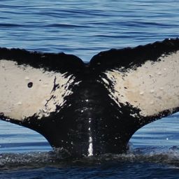 Fluke of Excelsior