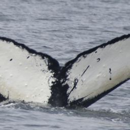 Fluke of SEAK-2454