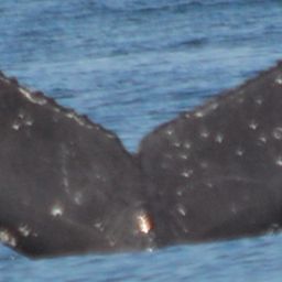 Fluke of HW-MN0501480