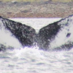 Fluke of Spot