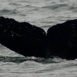 Fluke of CRC-16545