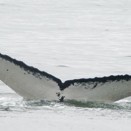 Fluke of CRC-12417