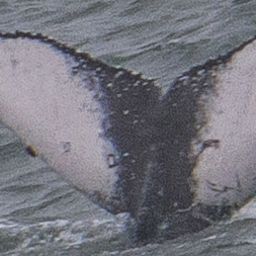 Fluke of Dogpatch