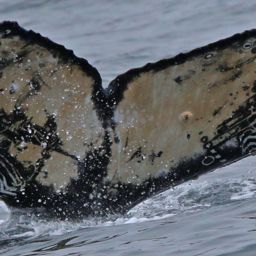 Fluke of CRC-16587