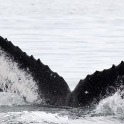Fluke of CRC-16543