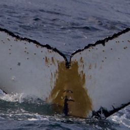 Fluke of Sedna
