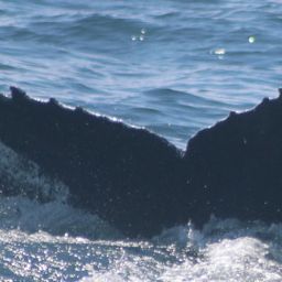 Fluke of Scylla
