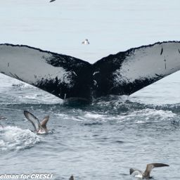 Fluke of Kickoff