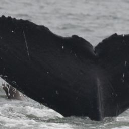 Fluke of CRC-12510