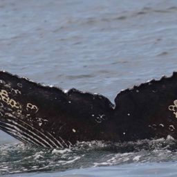 Fluke of Azul