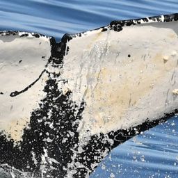 Fluke of HW-MN0803740