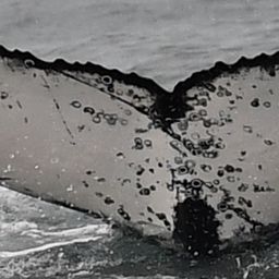 Fluke of HW-MN0803741