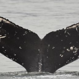 Fluke of Moray