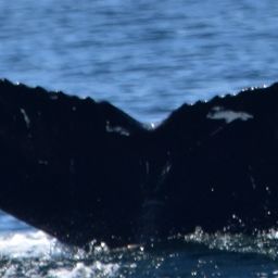 Fluke of Seabird