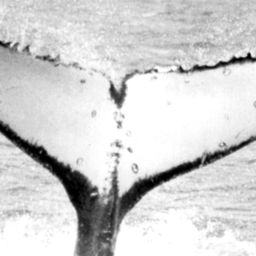 Fluke of HNC131