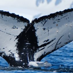Fluke of HW-MN1305262