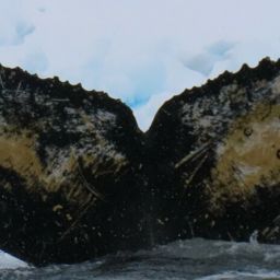 Fluke of HW-MN1305274