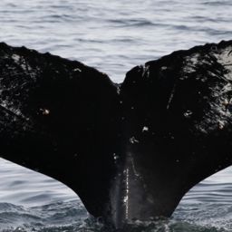Fluke of HW-MN1305276