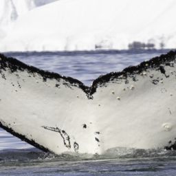 Fluke of HW-MN1305281