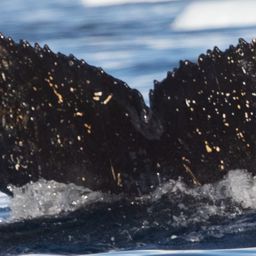 Fluke of HW-MN1305287
