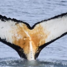 Fluke of HW-MN1305301