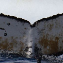 Fluke of HW-MN1305307
