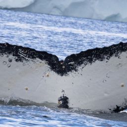 Fluke of HW-MN1305314