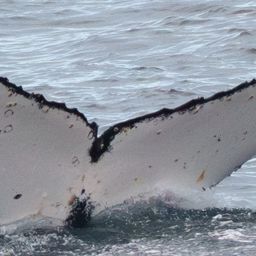 Fluke of HW-MN1305318