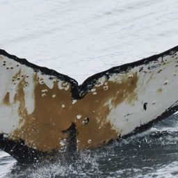 Fluke of HW-MN1305329
