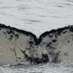 Fluke of HW-MN1305332