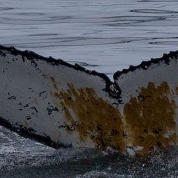 Fluke of HW-MN1305334