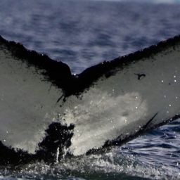 Fluke of HW-MN1305339