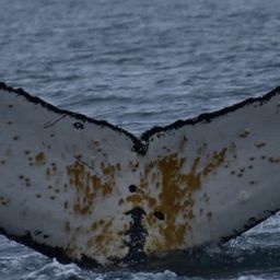 Fluke of HW-MN1305341