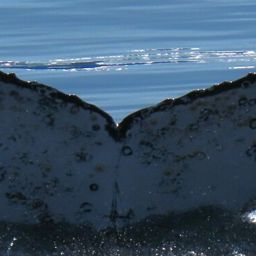 Fluke of HW-MN1305343