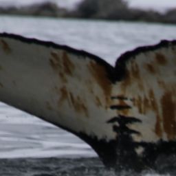 Fluke of HW-MN1305348