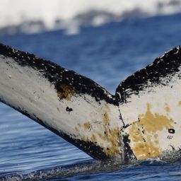 Fluke of HW-MN1305349