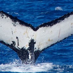 Fluke of HW-MN1305352