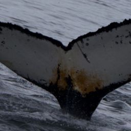 Fluke of HW-MN1305353