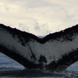 Fluke of HW-MN1305376